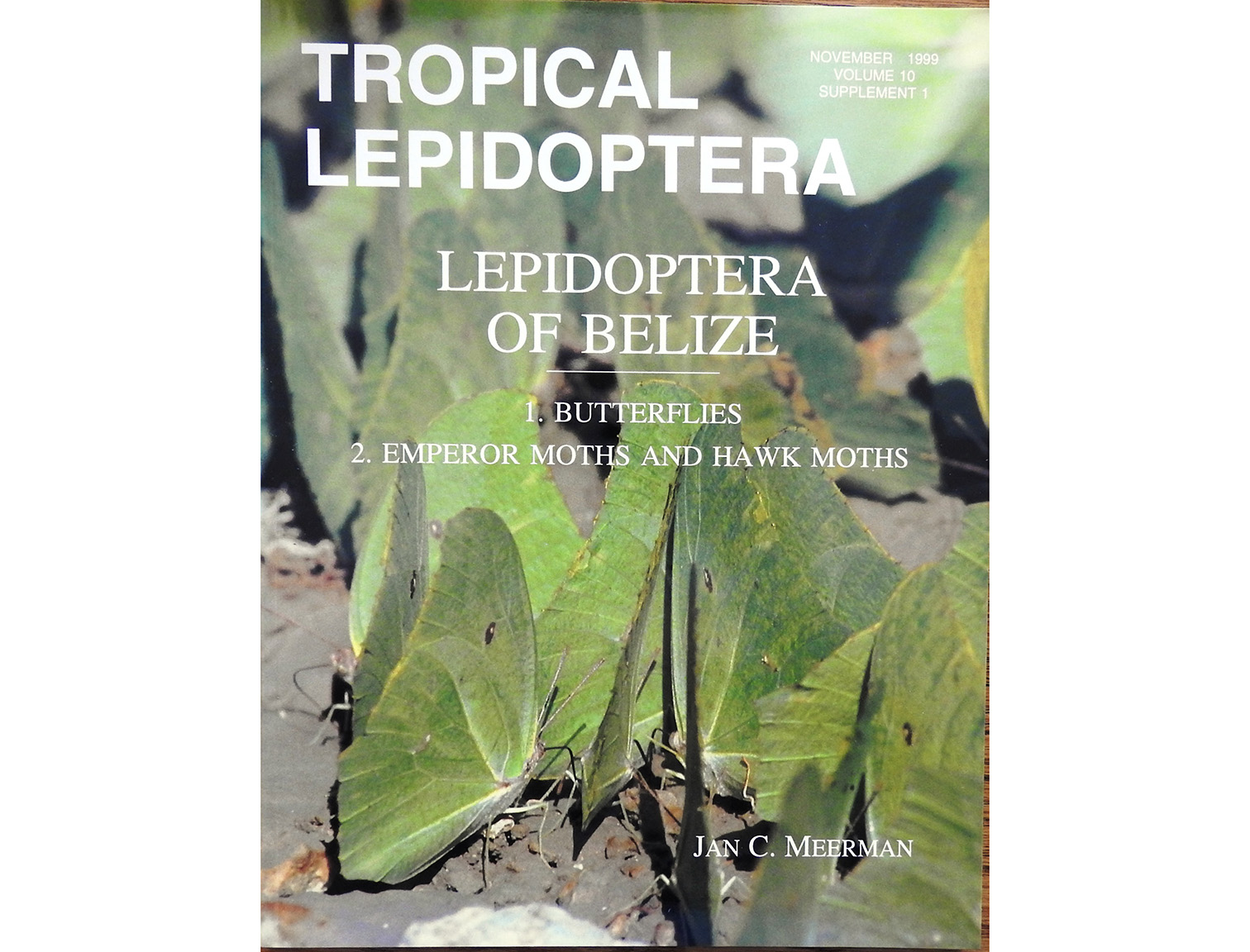 trpical lepidoptera
